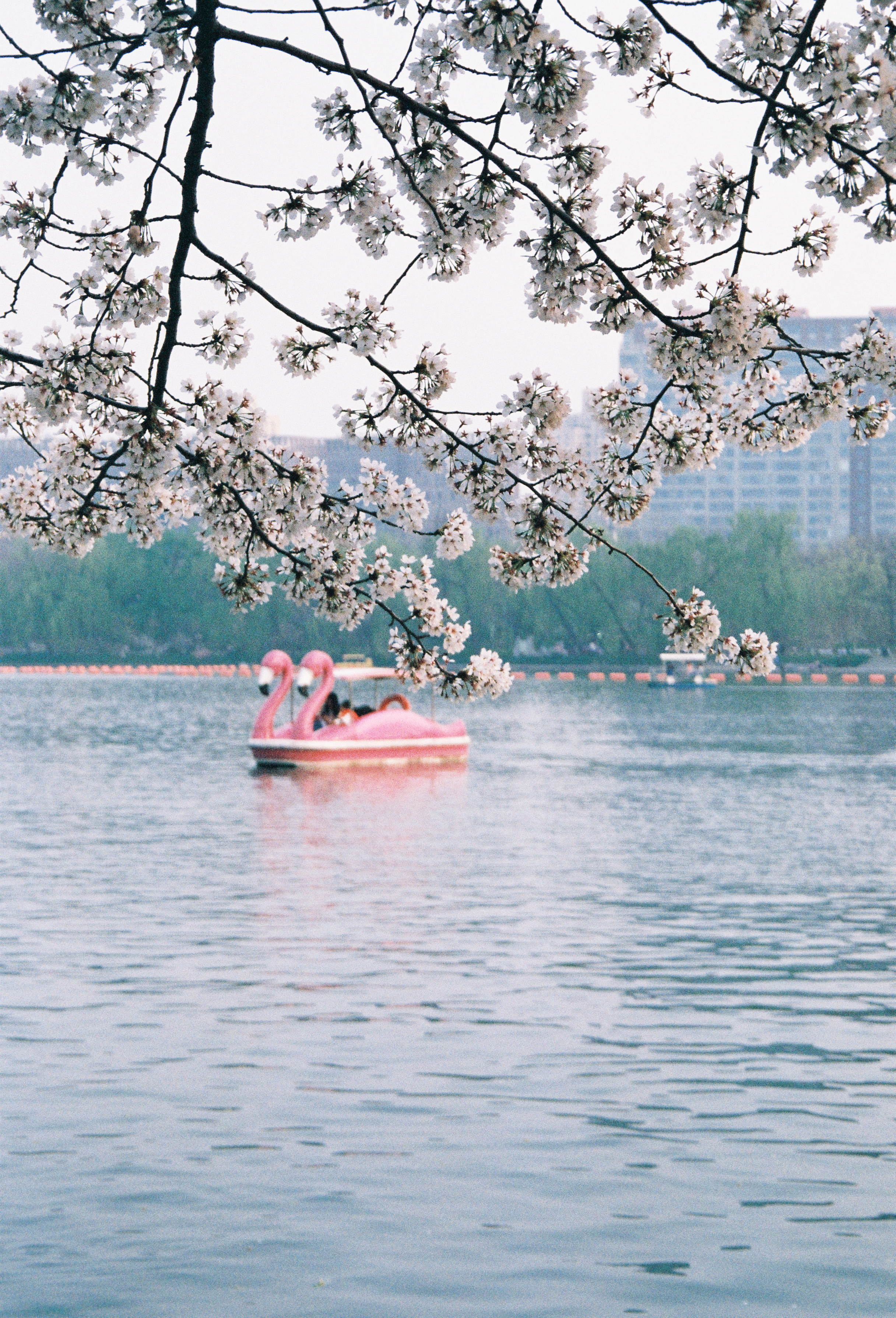 花与游船|2022|春